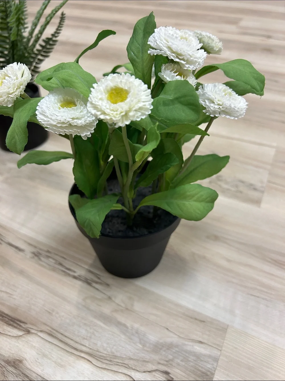 Assorted Artificial Pink and White Daisy Potted Plant set